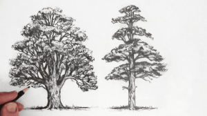 gambar pohon