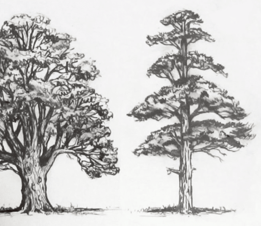 gambar pohon